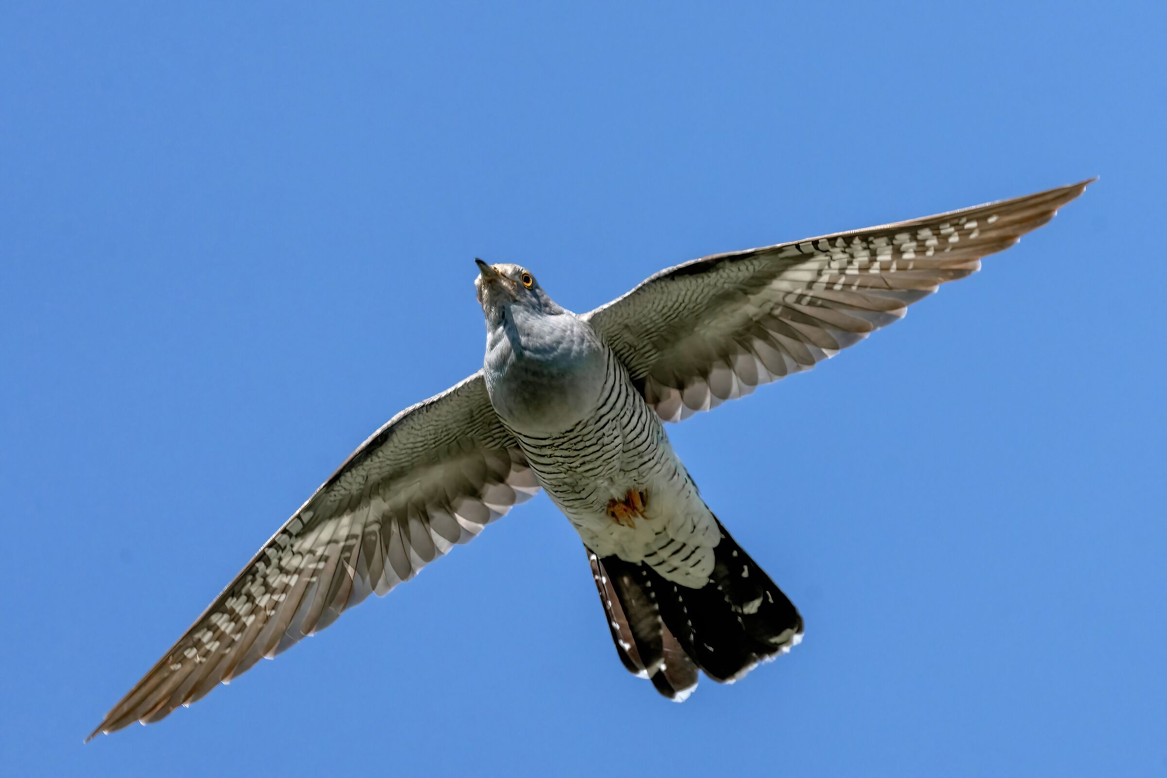 Cuculo (Cuculus canorus)