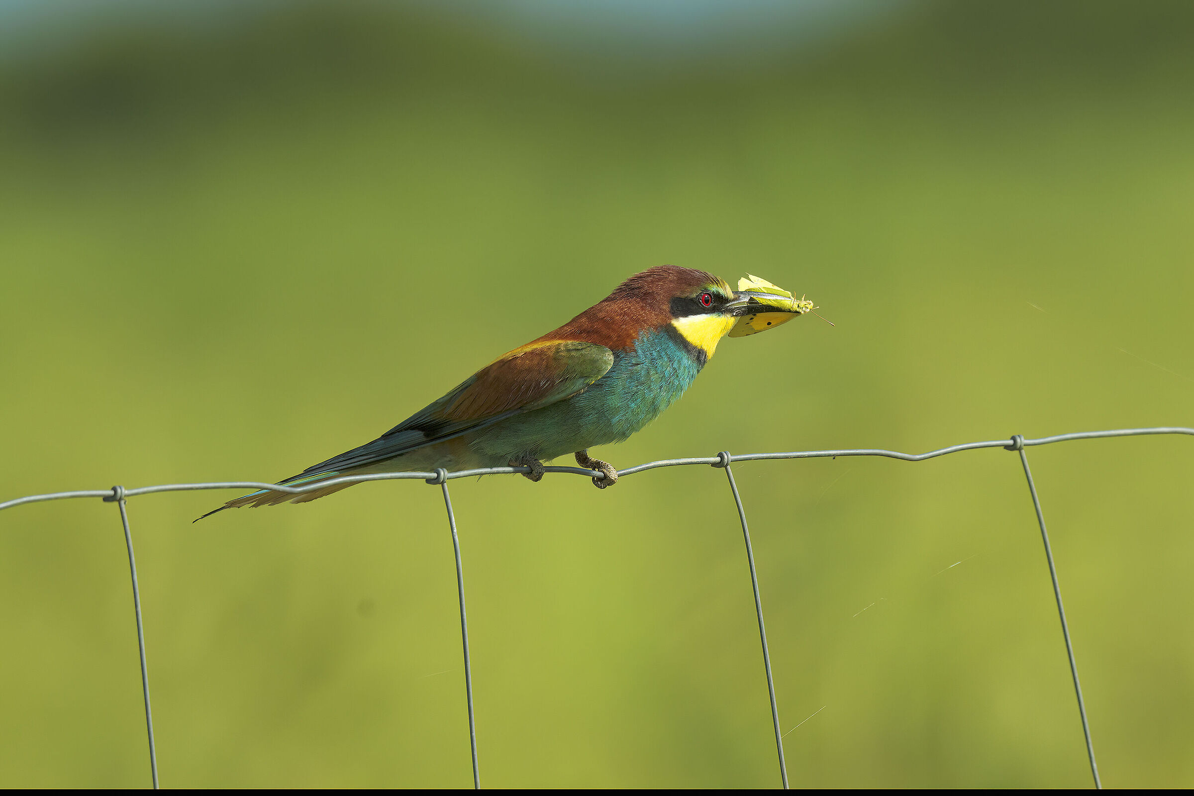 The Bee-eater and the Butterfly