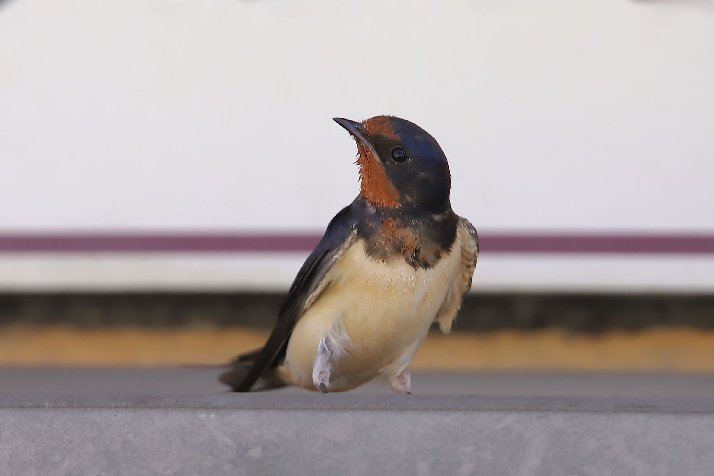 Rondine (Hirundo rustica)