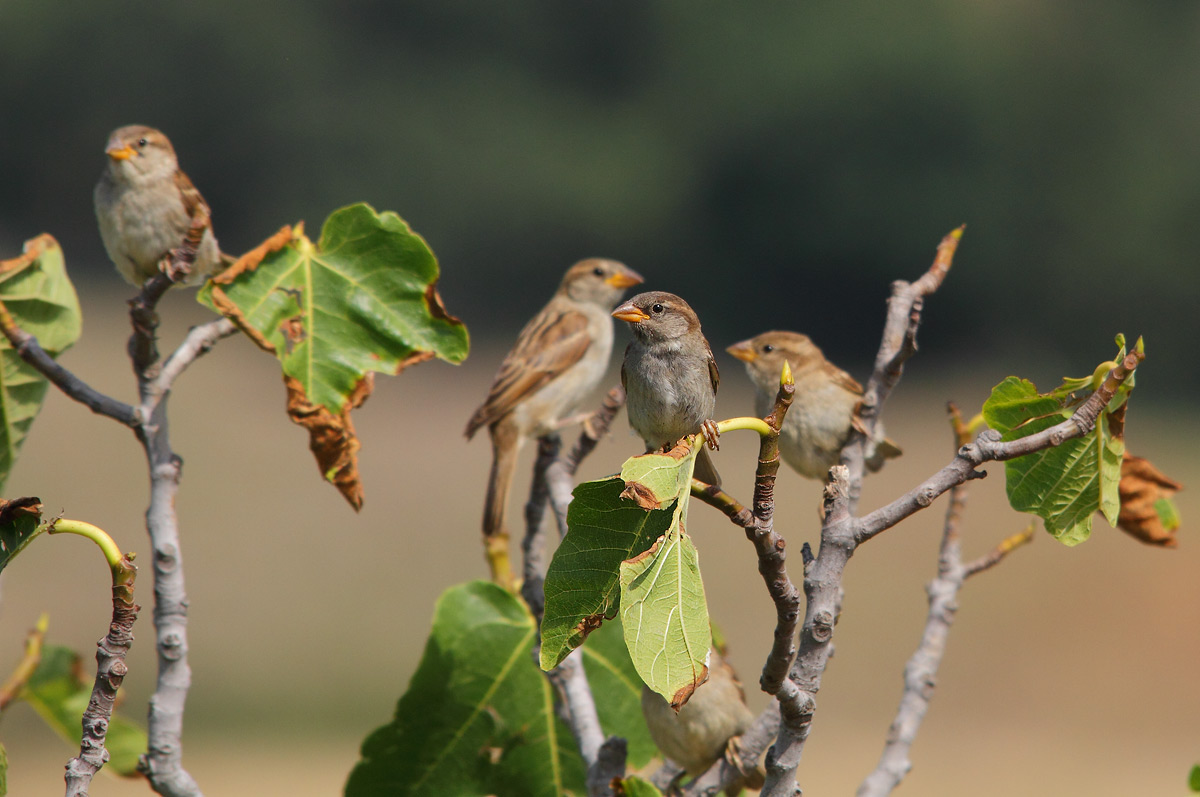 sparrows