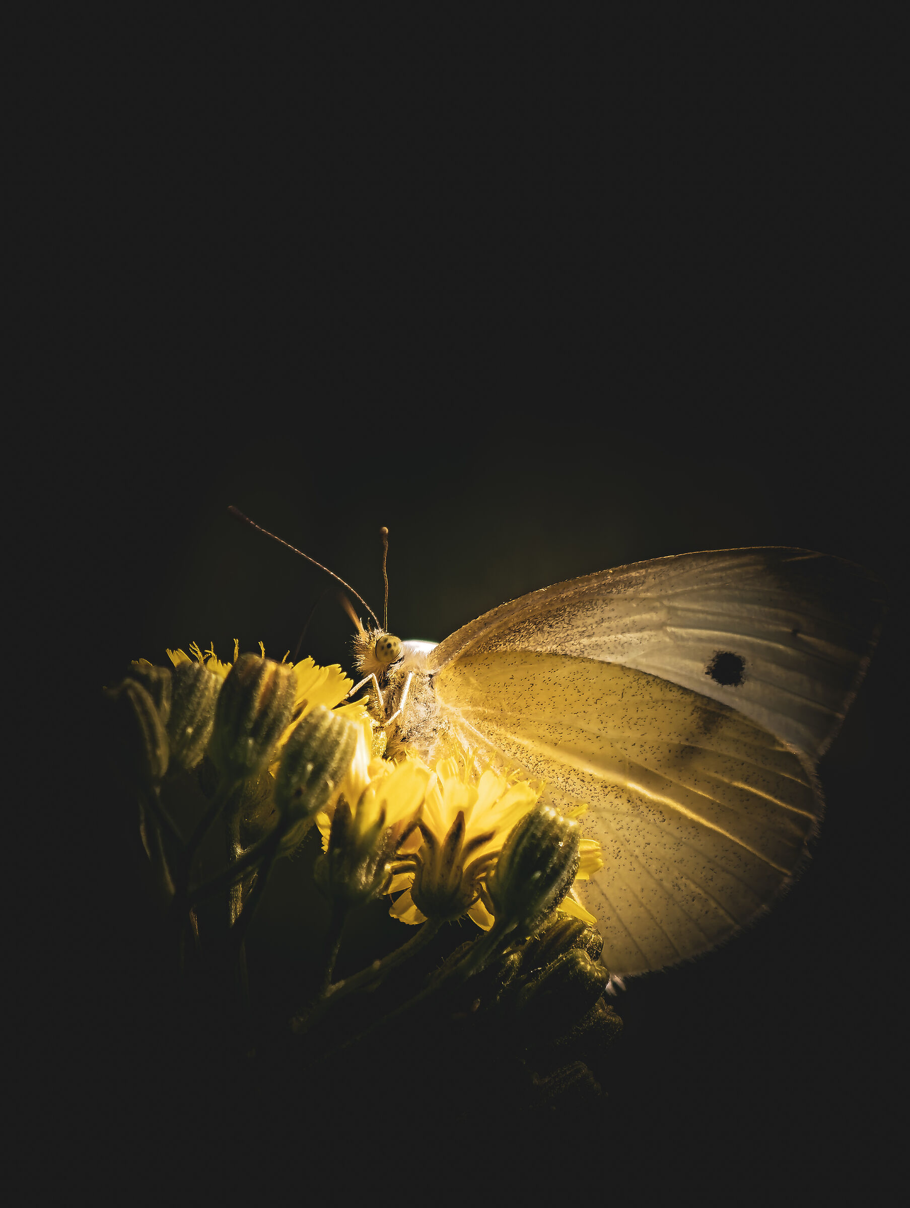 Untitled Photo