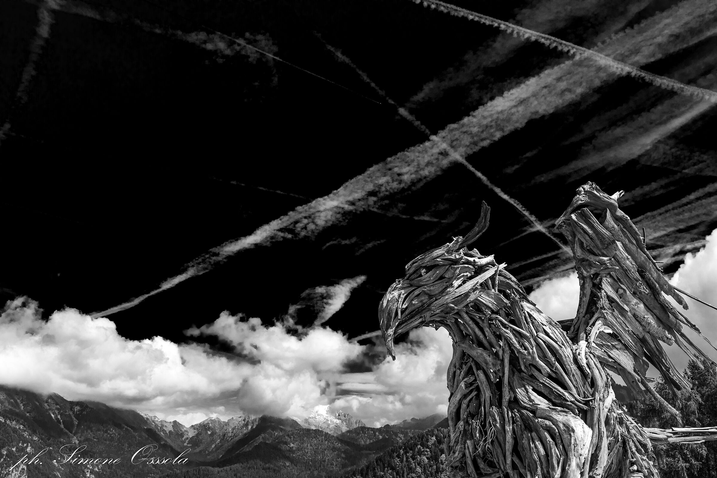 Grifone Vaia del Tesino