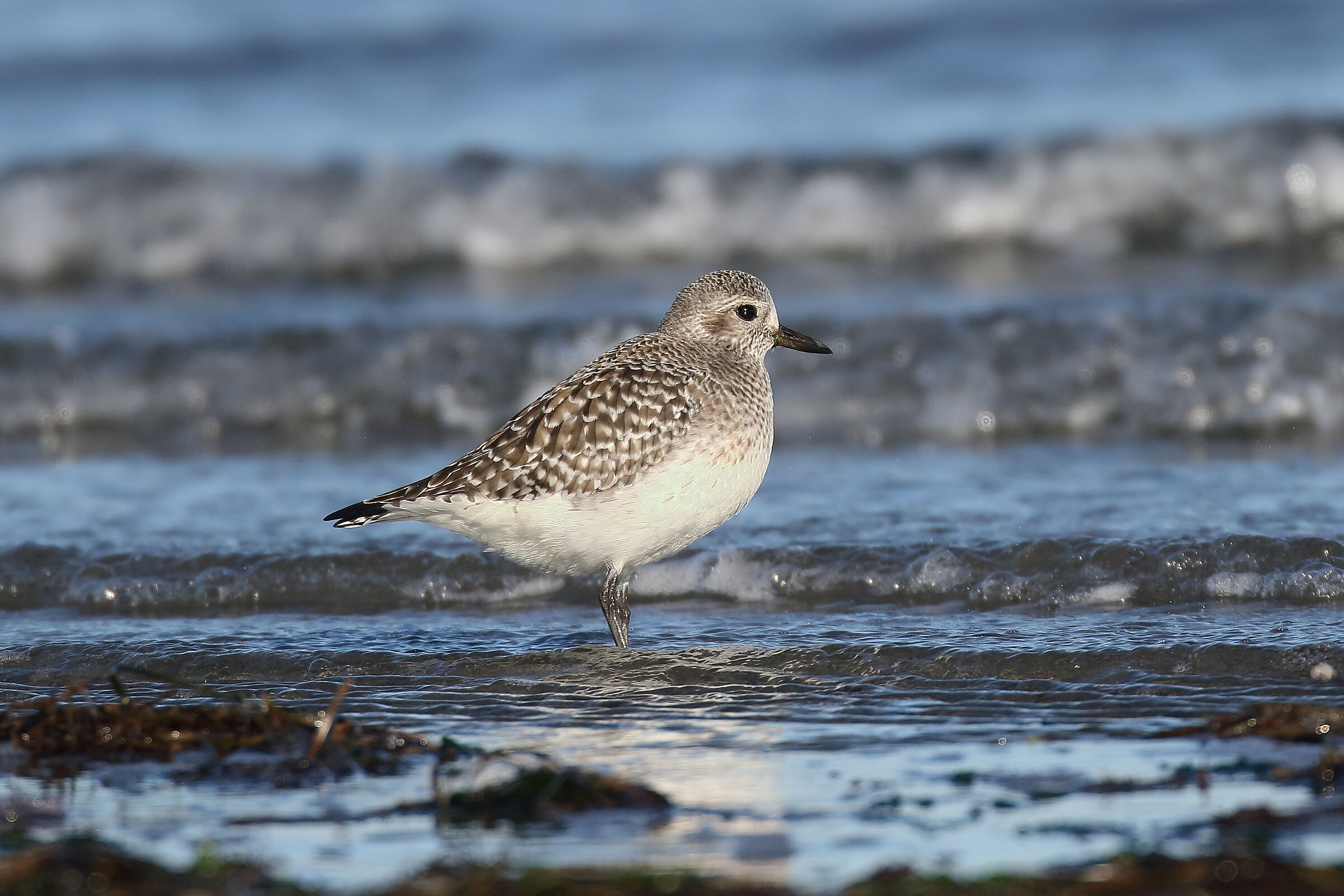Grey plover