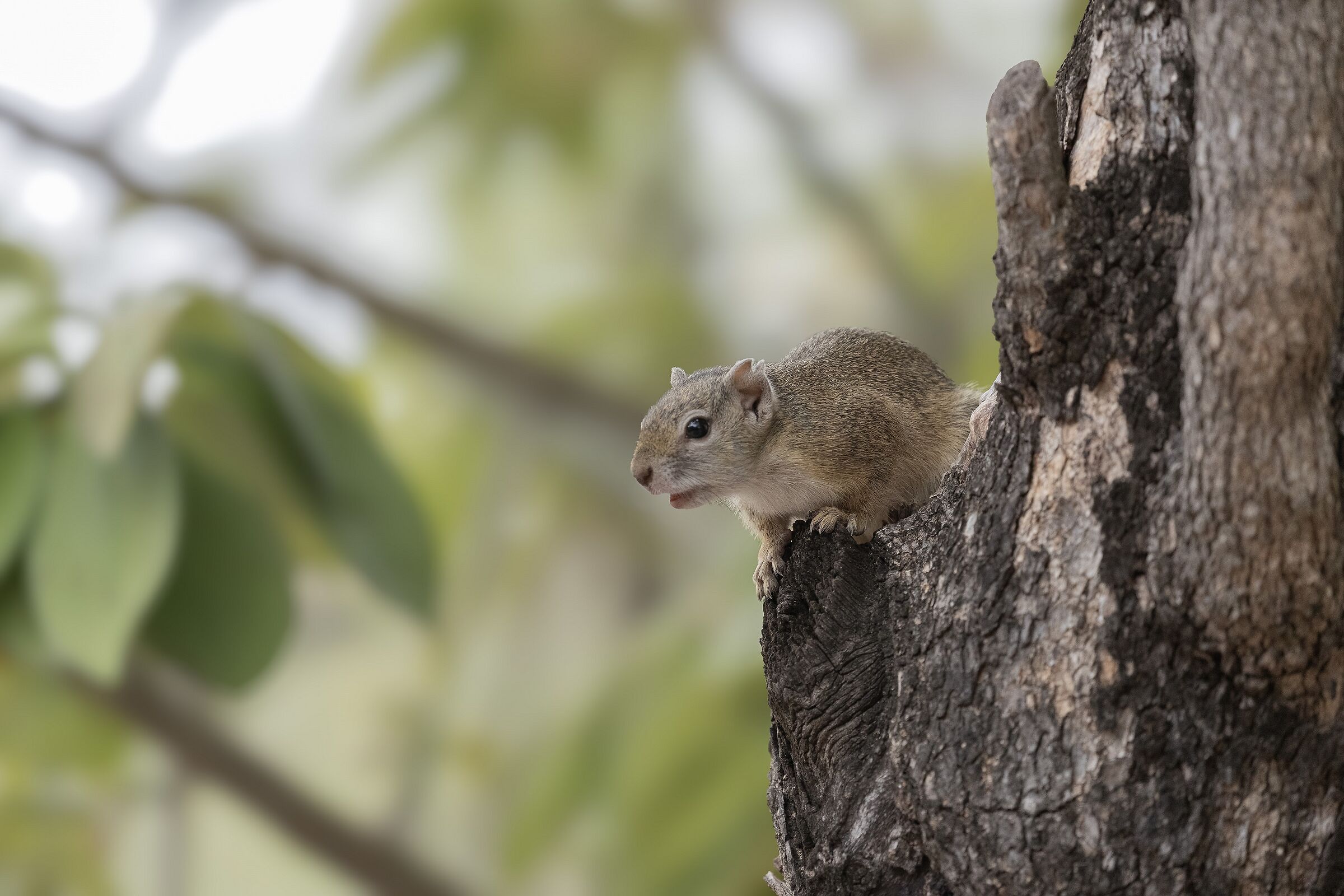 Il solito, immancabile scoiattolo...curioso