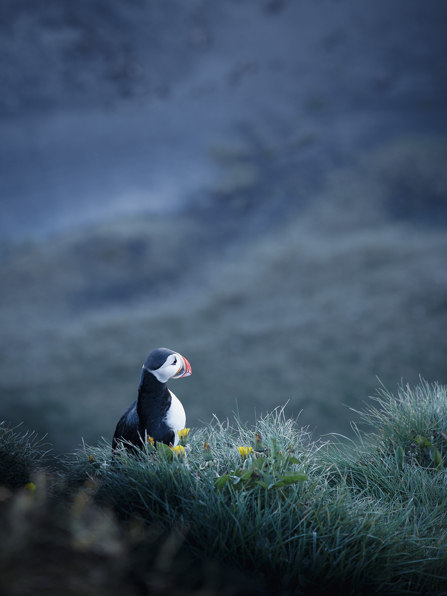 Icelandic Puffin