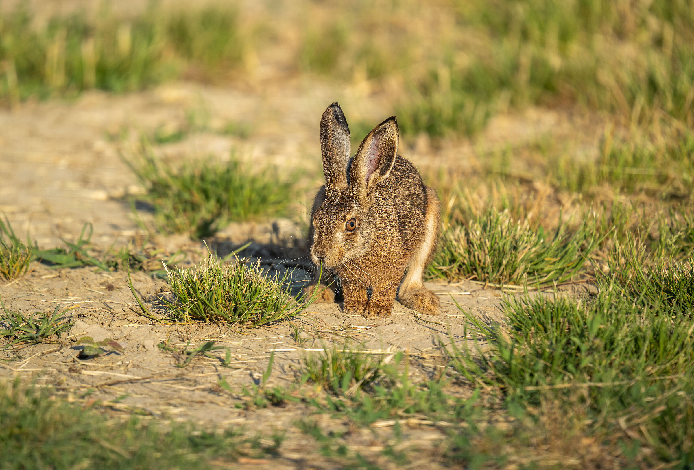 leprotto confidente saltellando si avvicina
