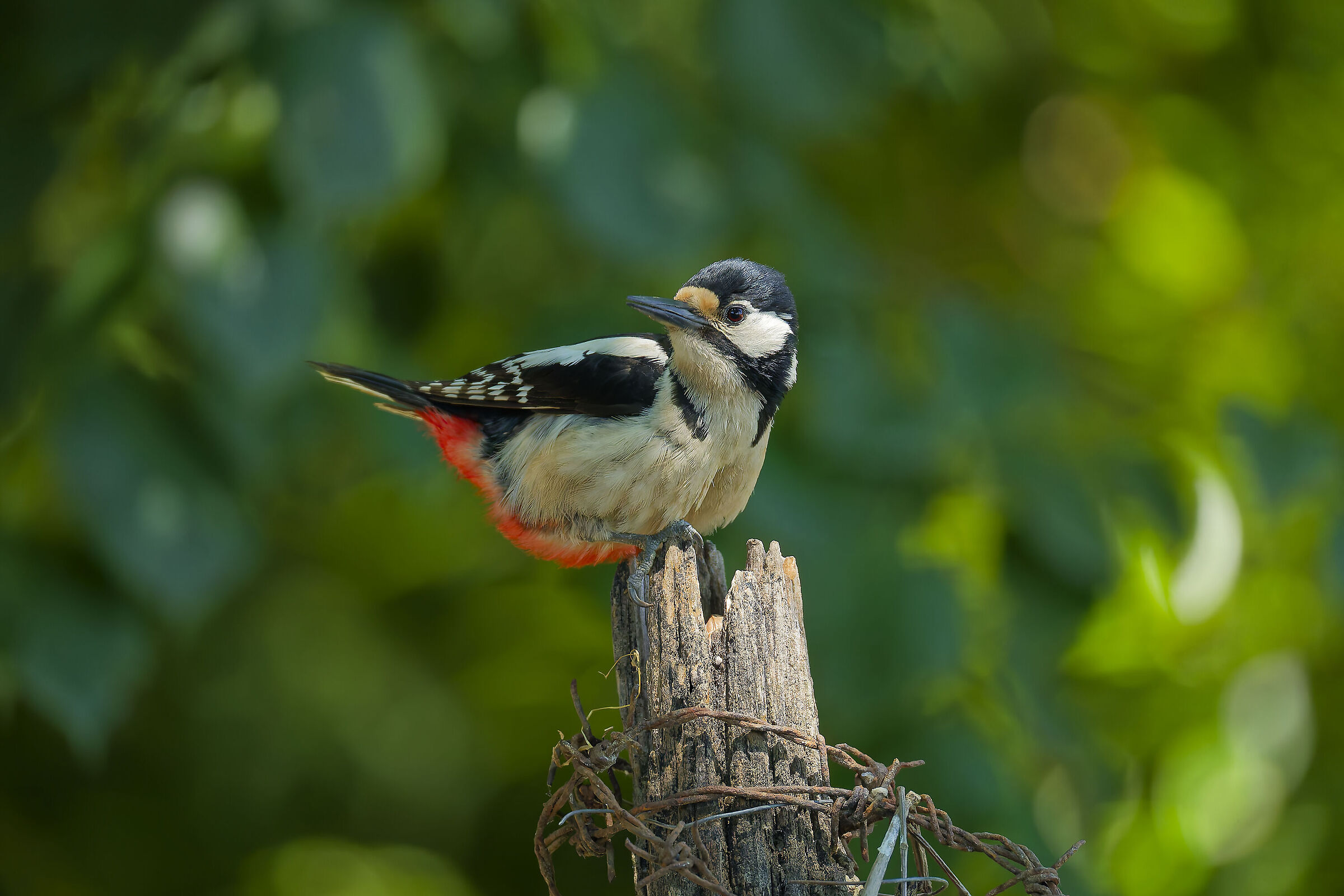 Spotted woodpecker