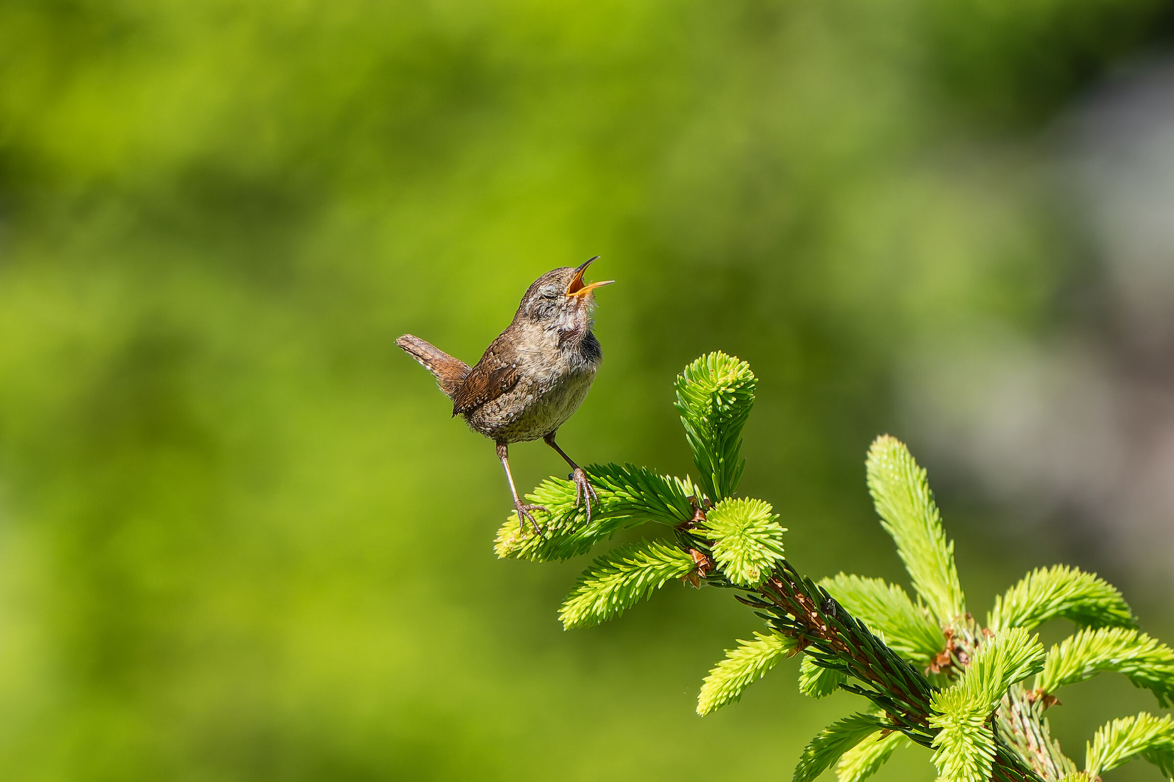 Scricciolo canterino
