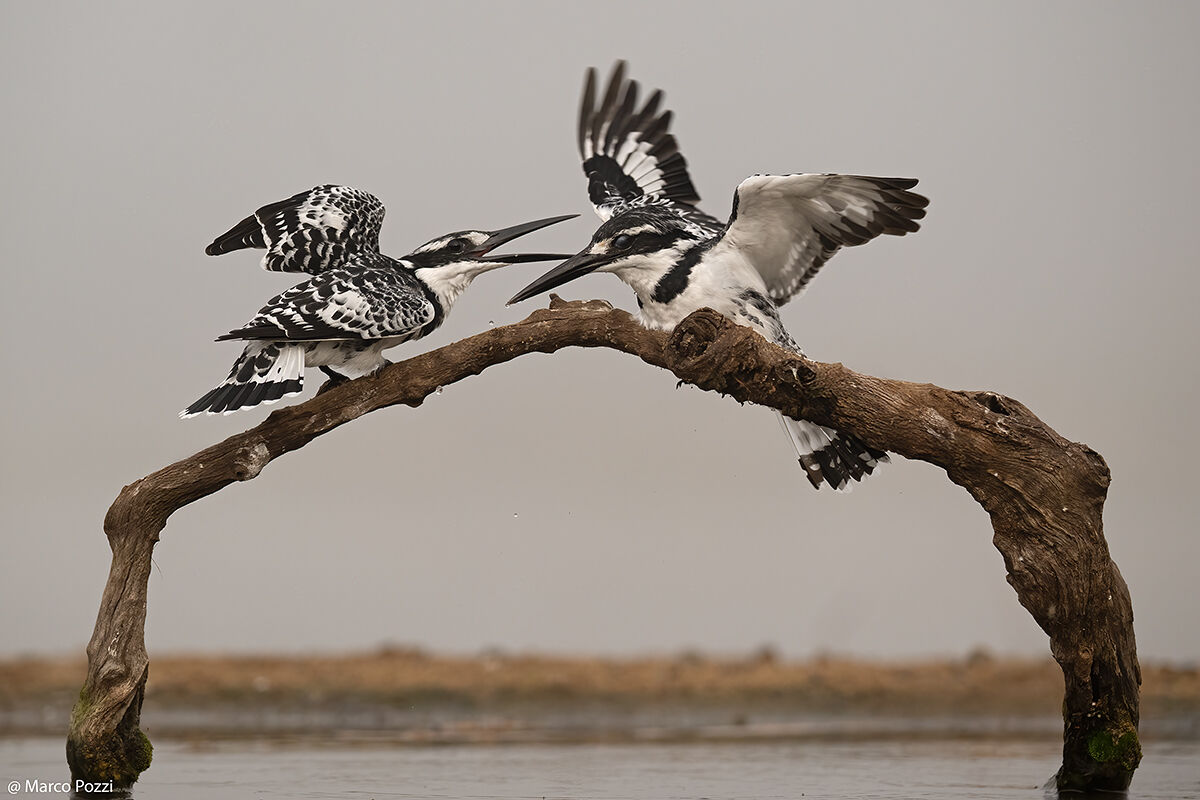 Early morning discussions