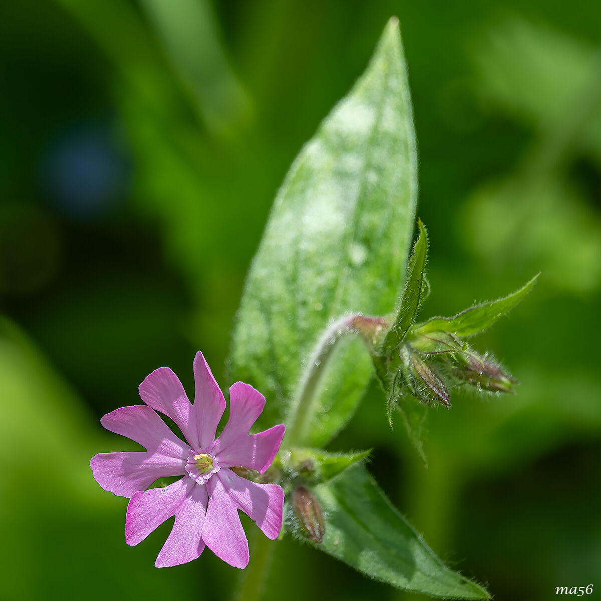Silene dioica