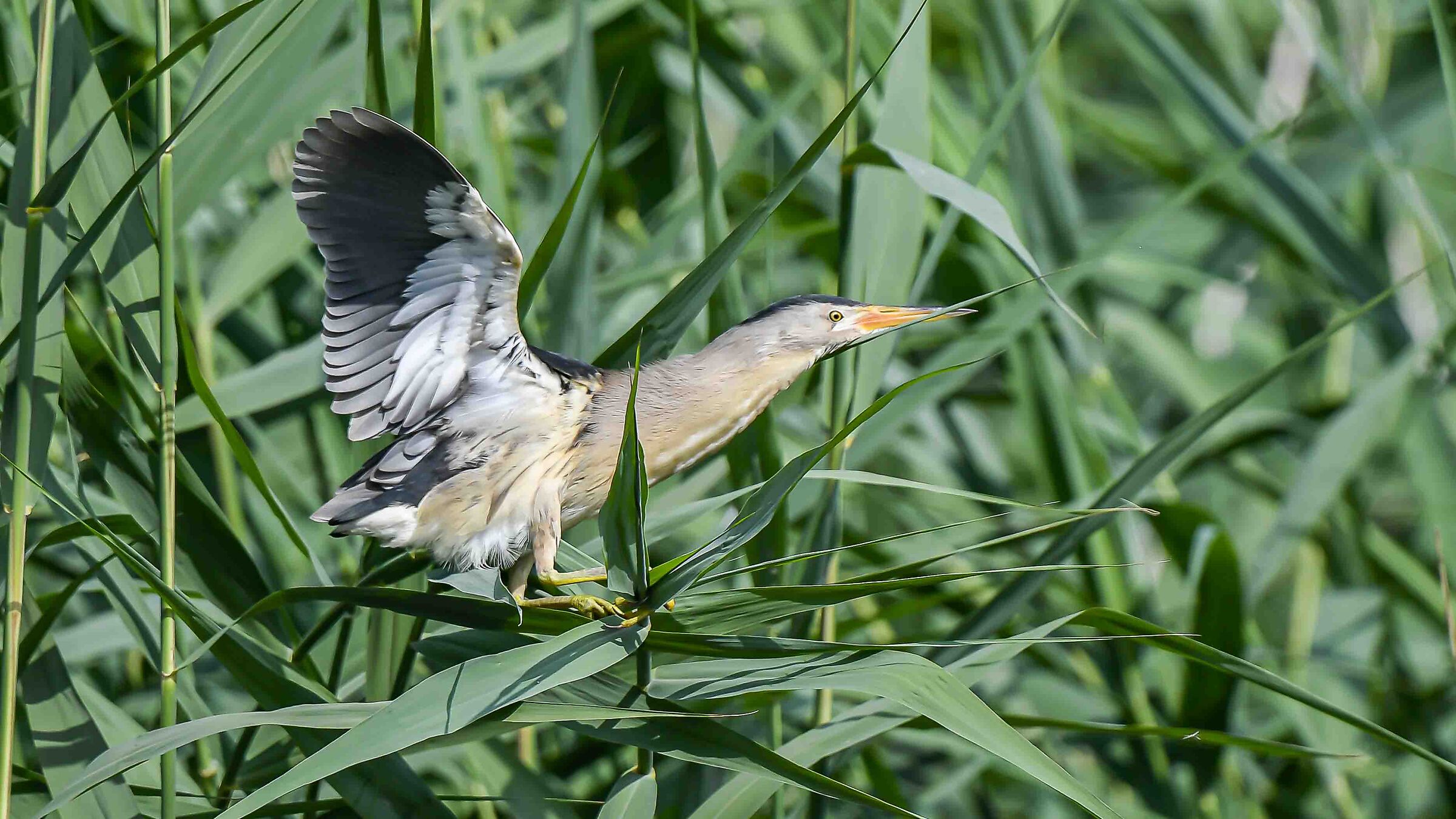 Little bittern on the run !!
