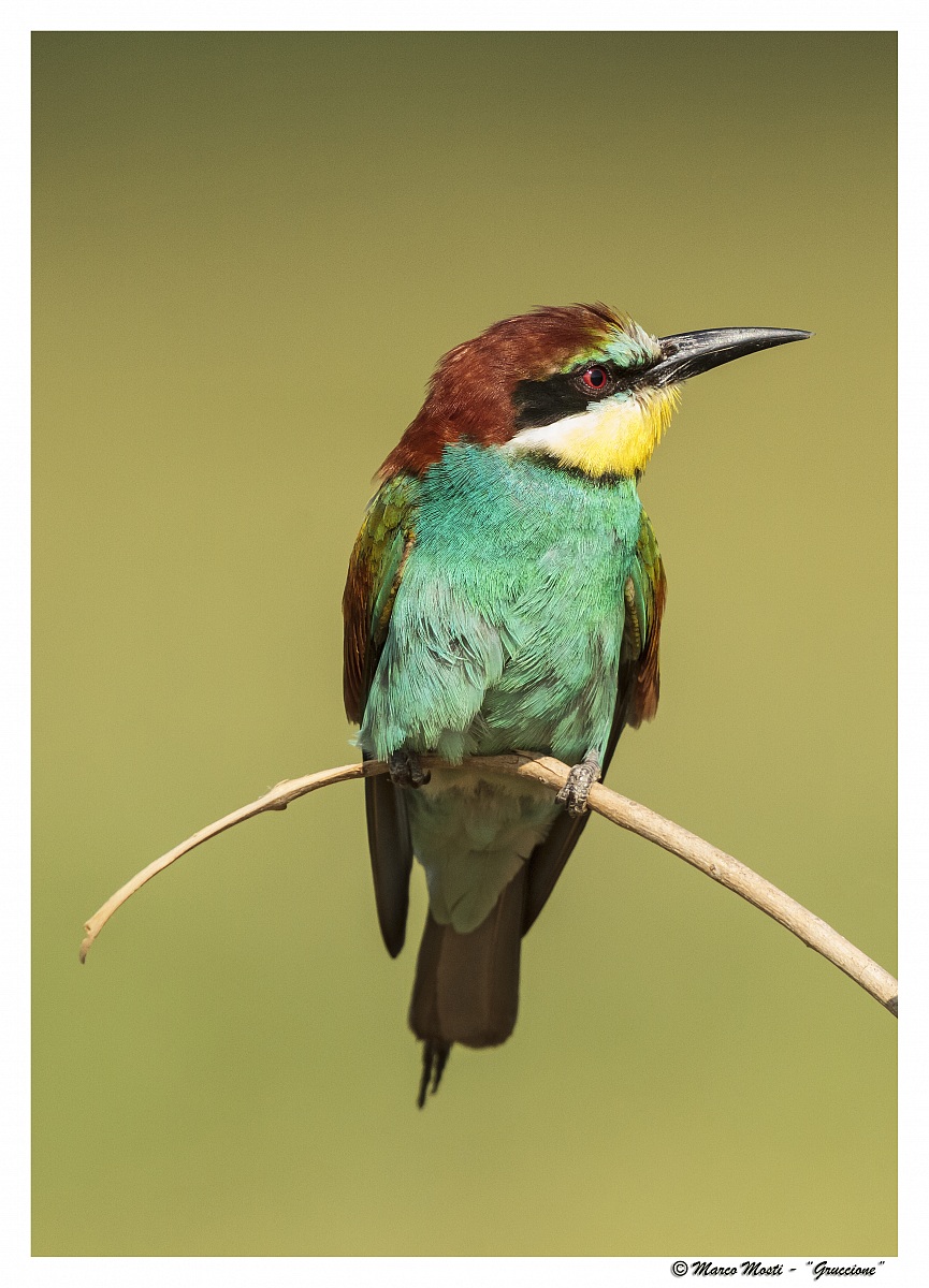 Bee-eater
