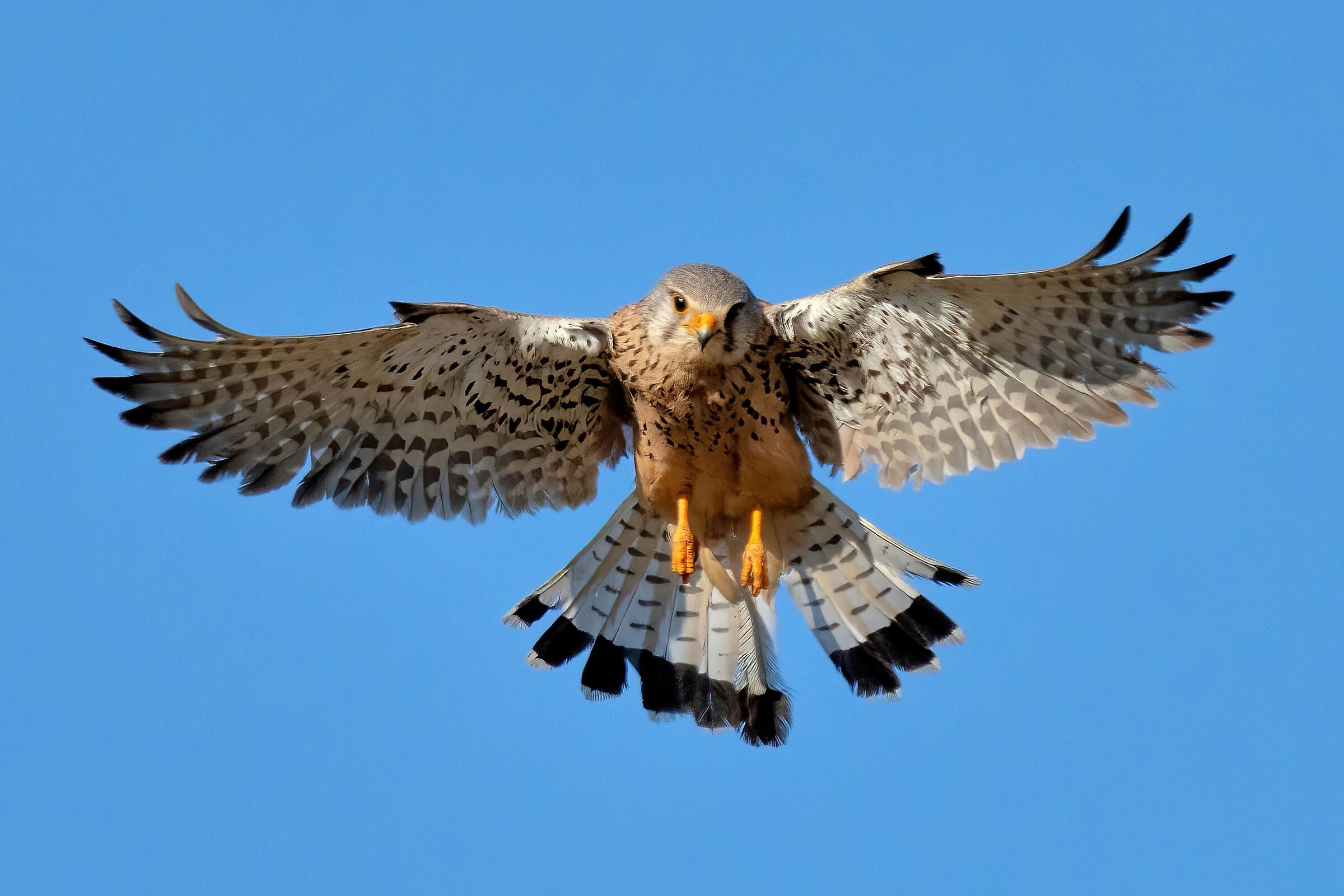 Gheppio (Falco tinnunculus)