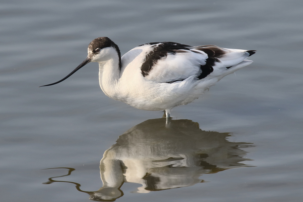 Avocet