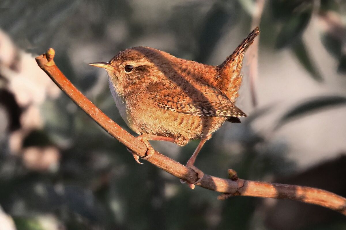 Wren at sunset