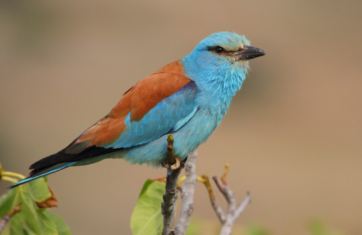 European Roller