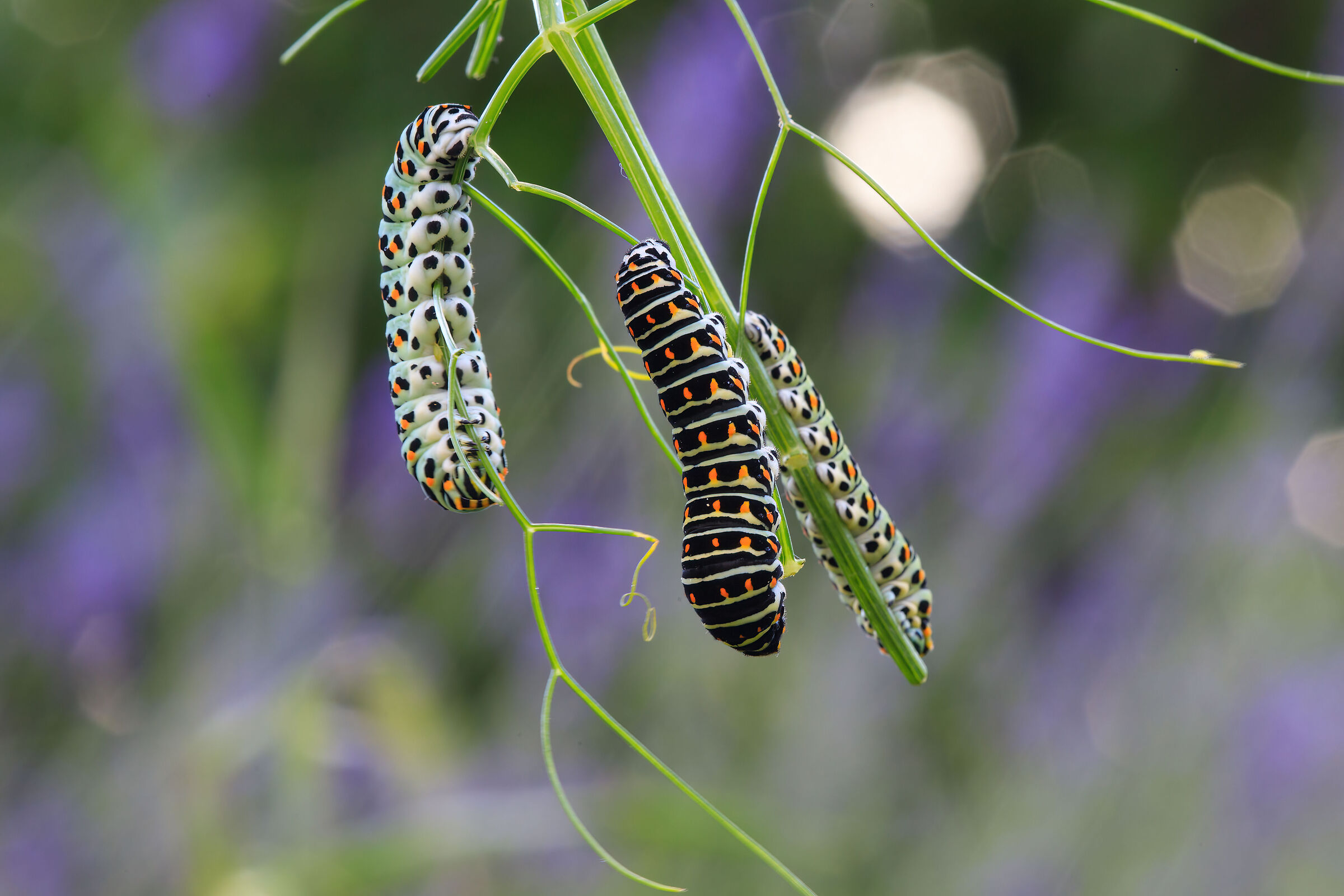 Macaon caterpillars