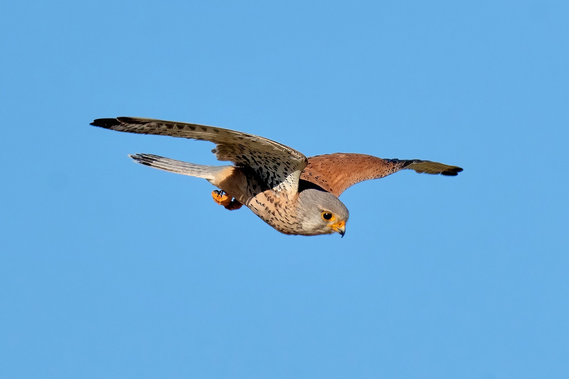 Gheppio (Falco tinnunculus)