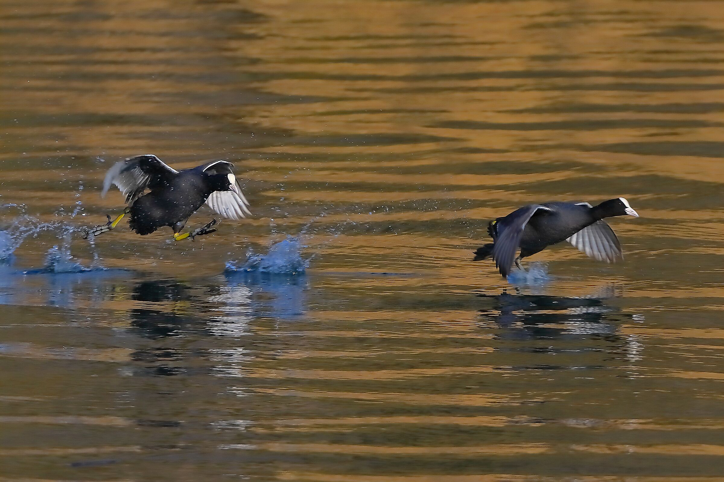 Folaghe 05 marzo 2025 - 0065