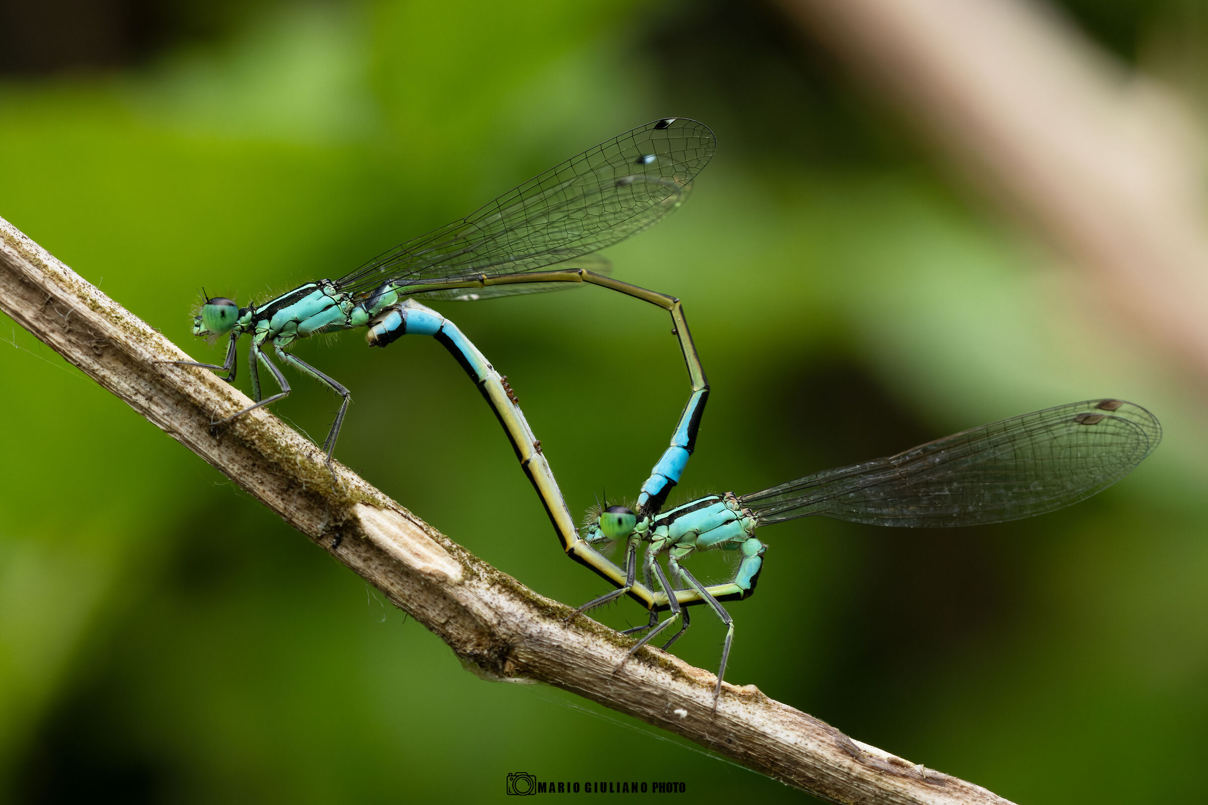 Bluetail Ischnura elegans