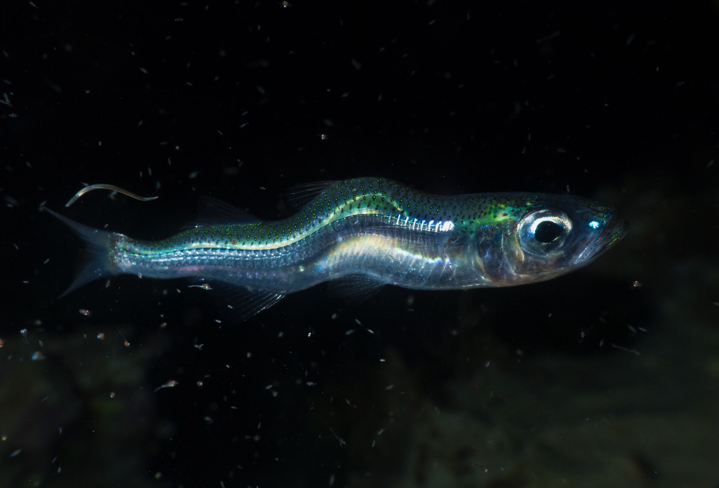 Atherina hepsetus con ipercifosi