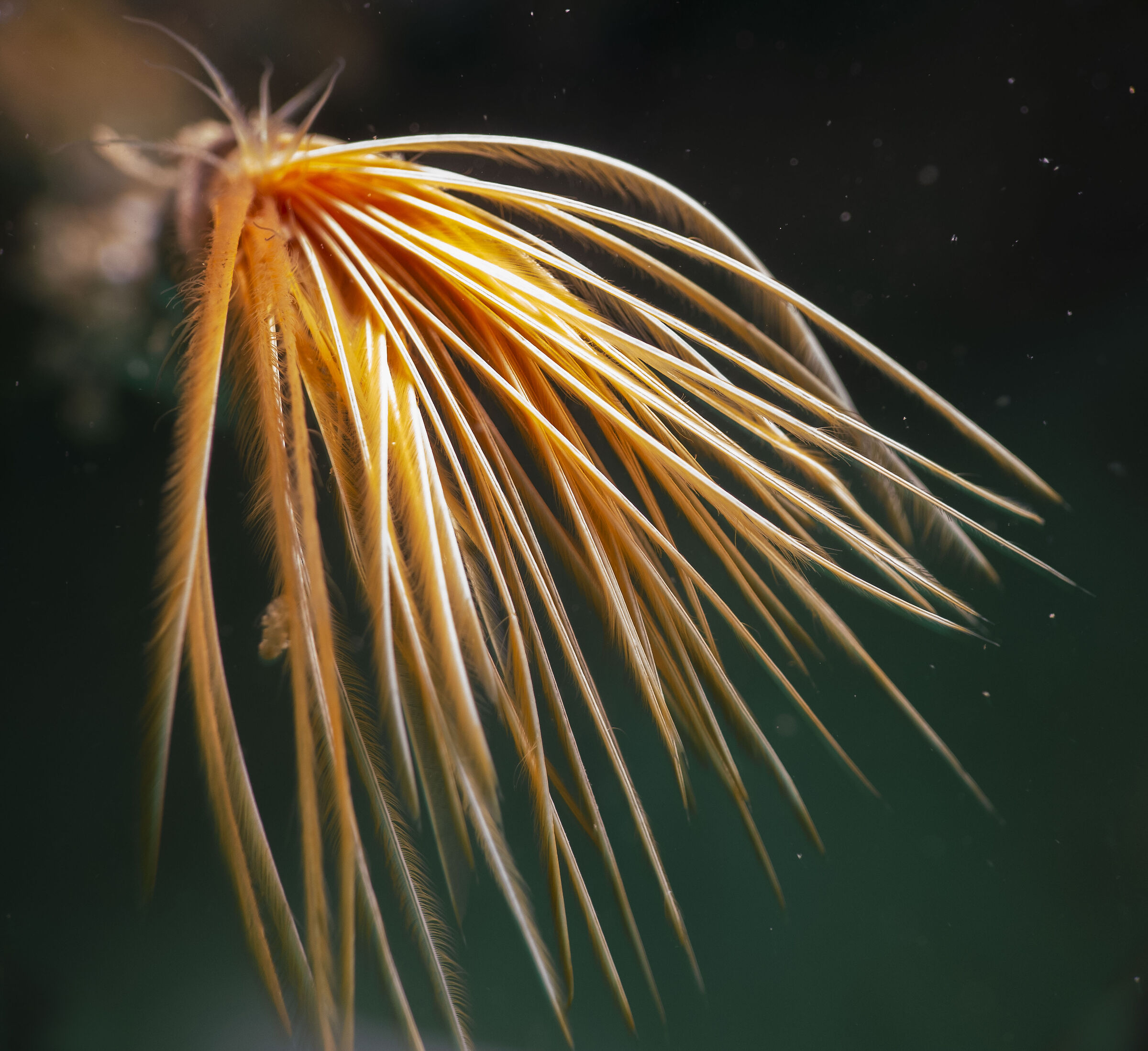 Sabella spallanzanii