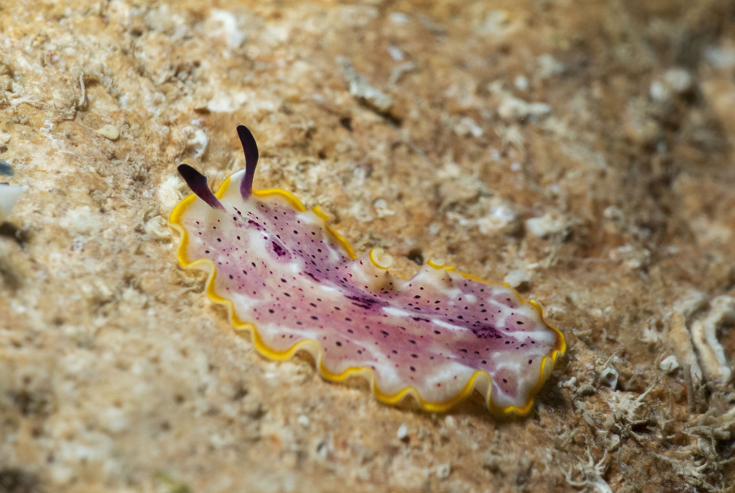 Prostheceraeus moseleyi