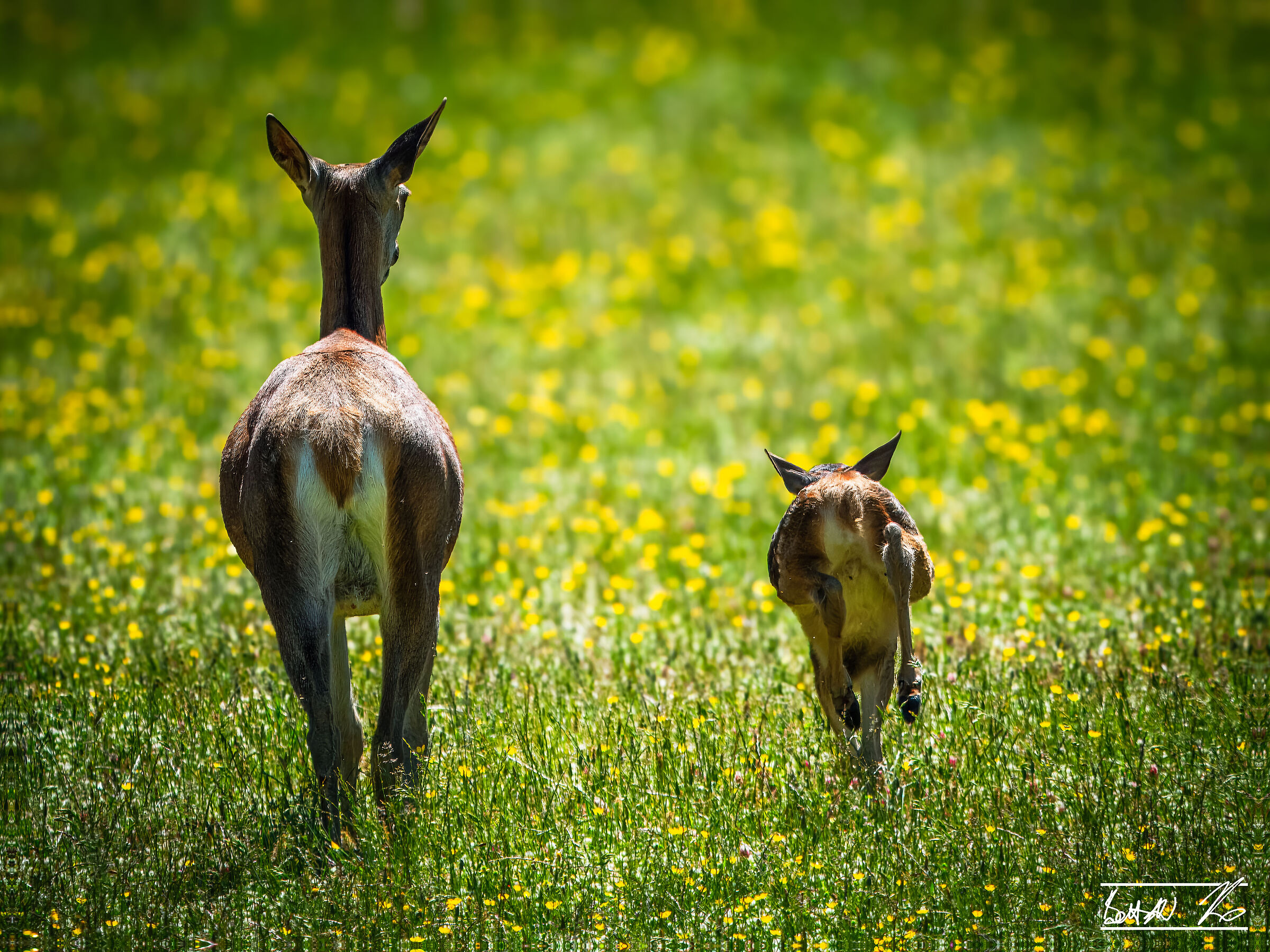 Female deer with cub at seguito_Villalago