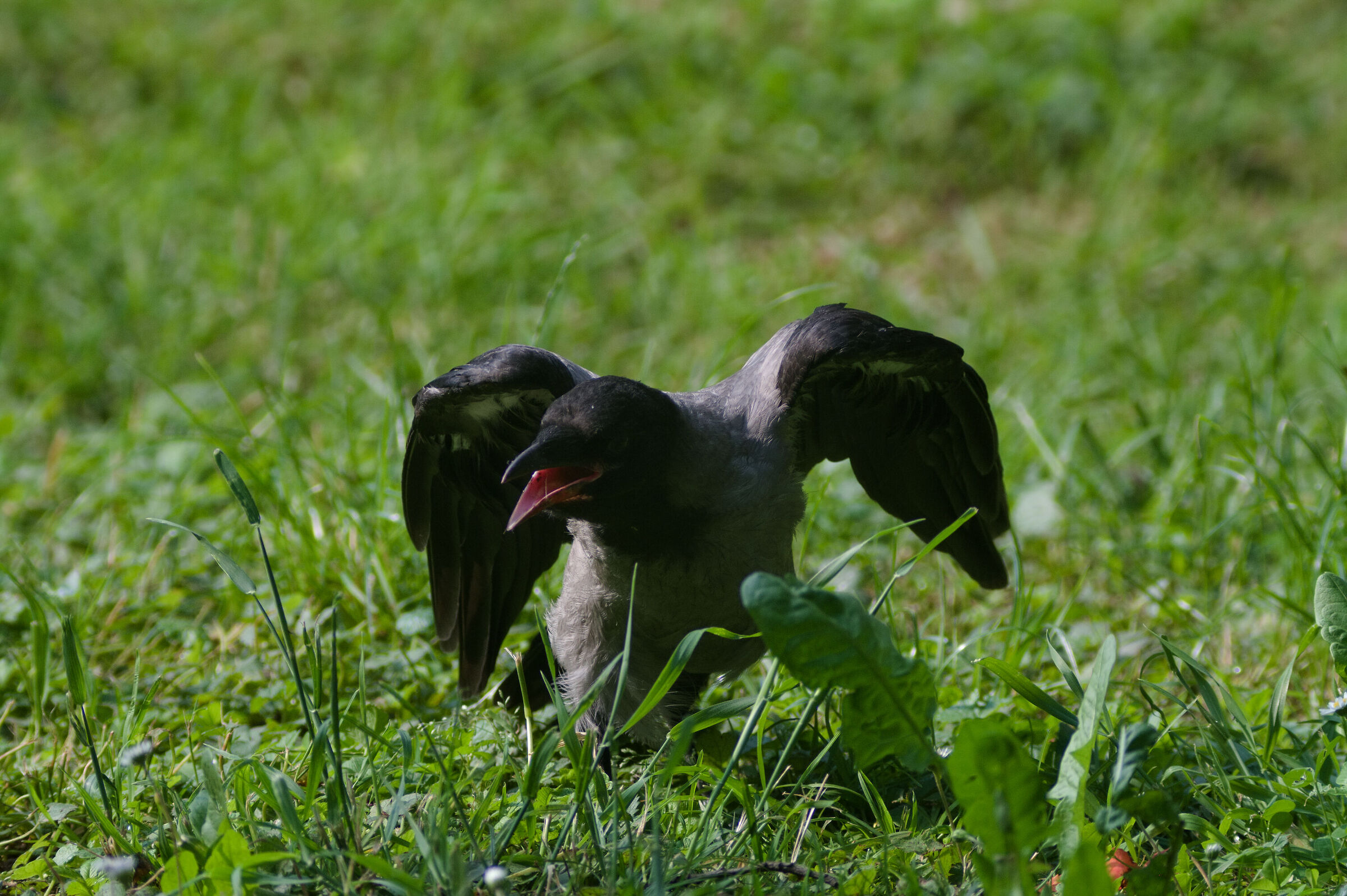 "BuonGiorno". 01/06/25.
