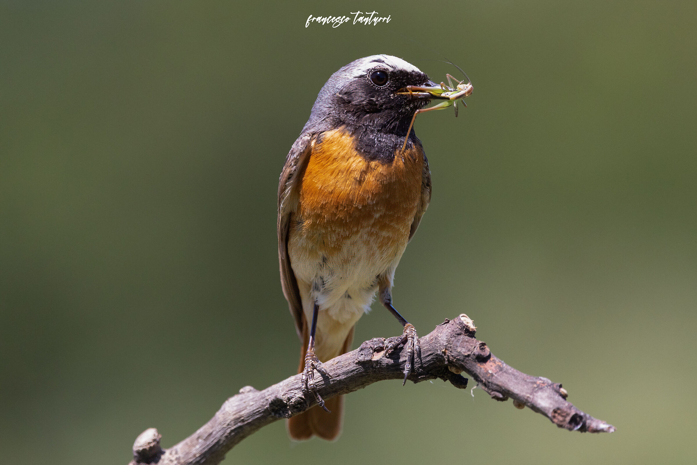 Redstart with prey