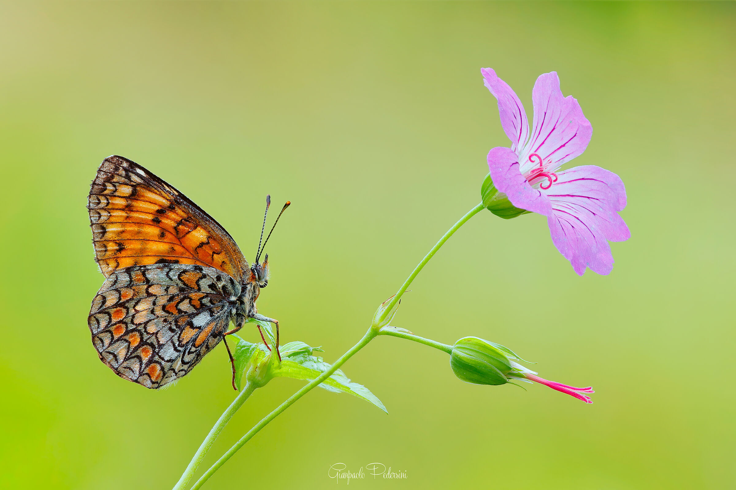 Il fiore e la farfalla