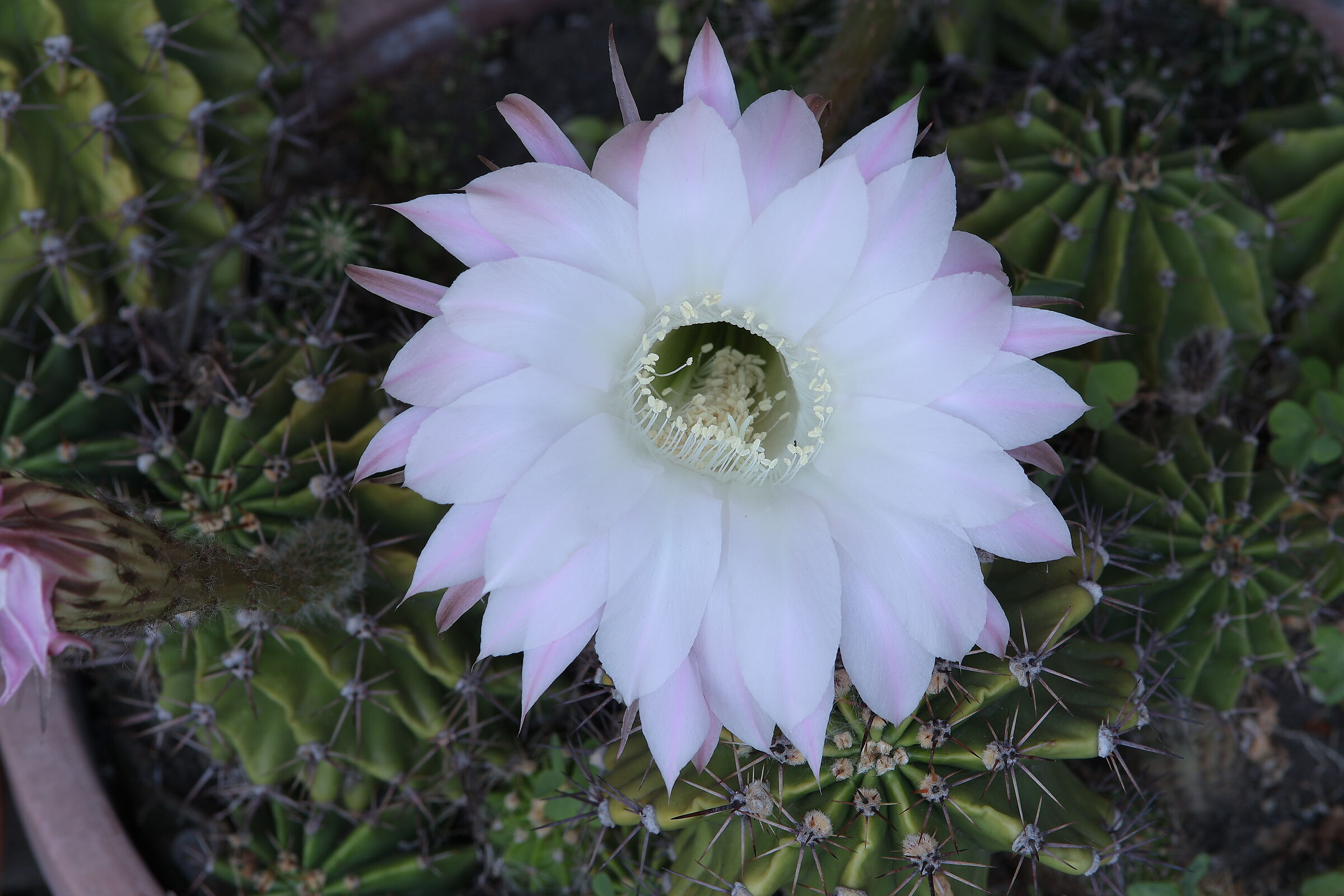 Echinopsis rosa fiore di cactus Cesano M MB 1/06/2025