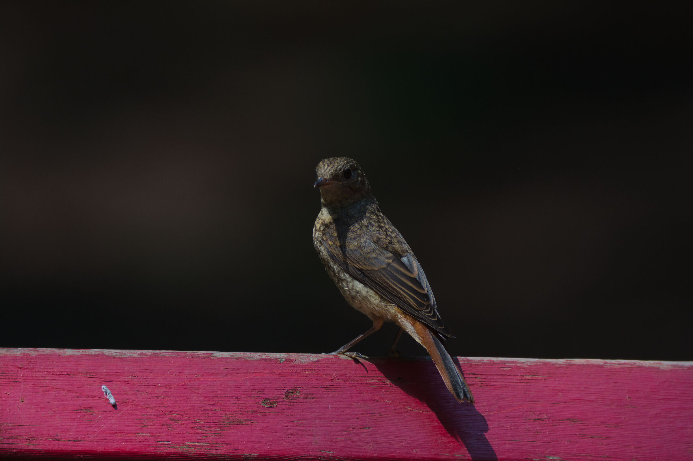 "Juliet". RedstartFemale. 01/06/25.