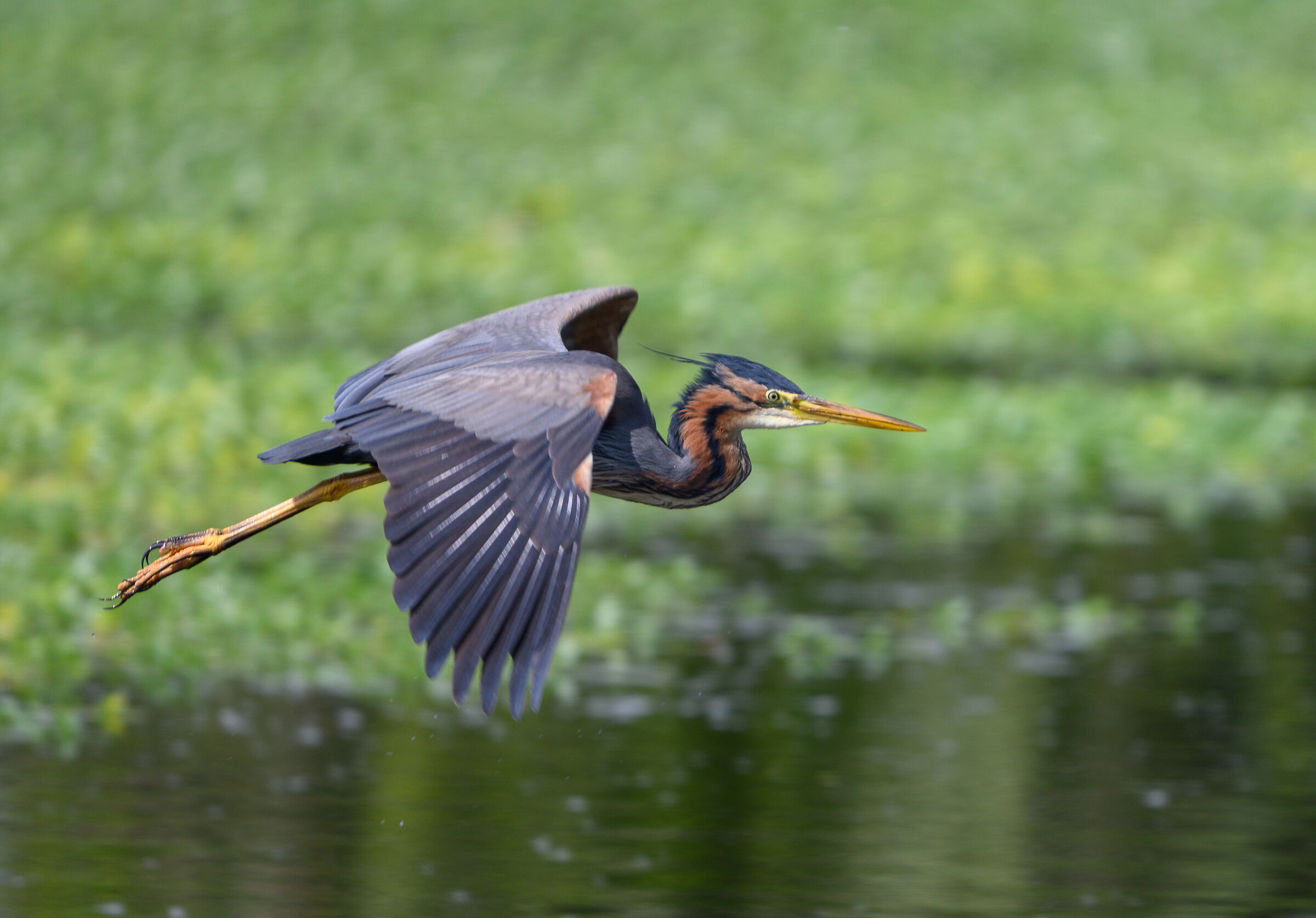 Airone rosso maggiore