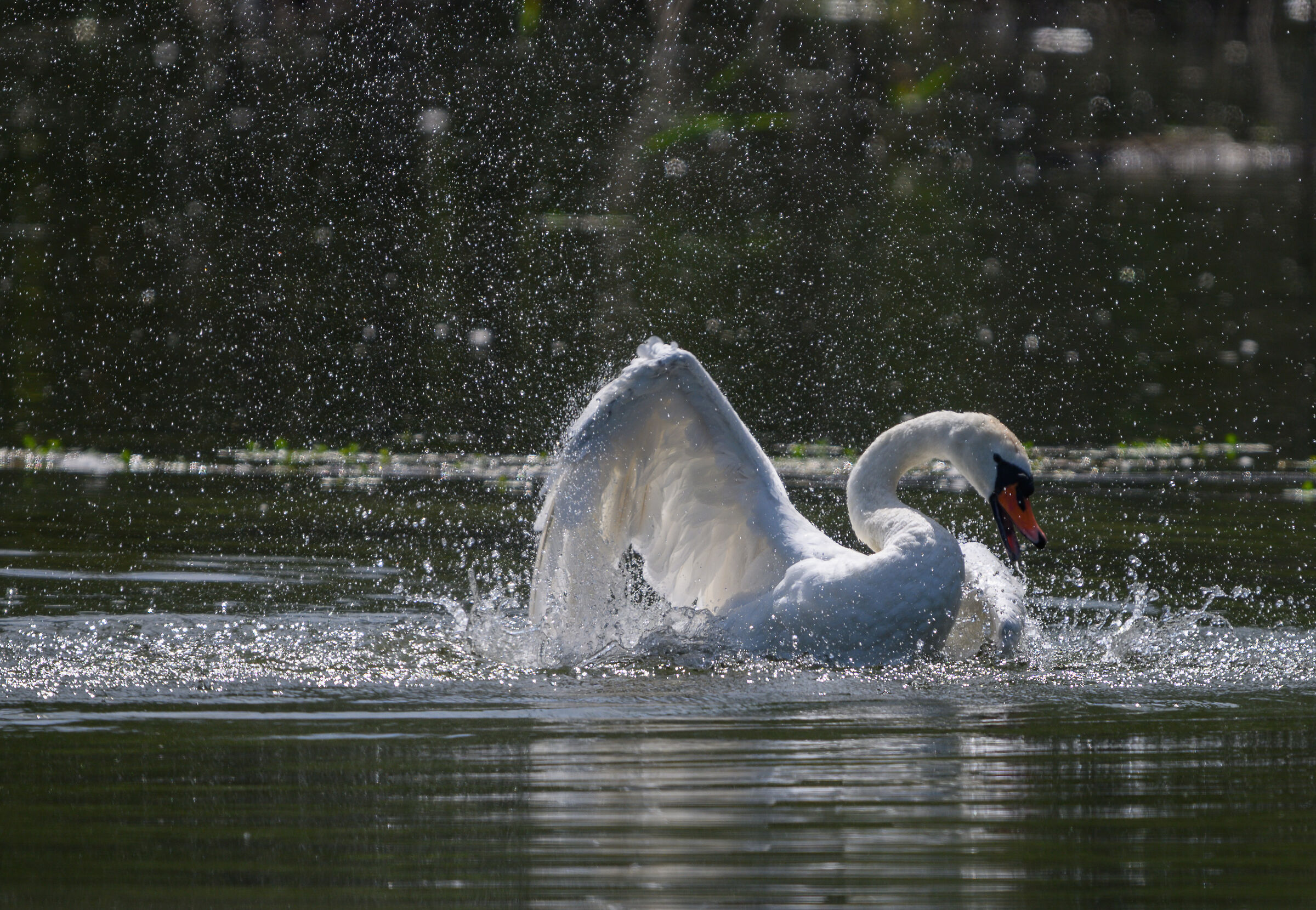 Toelettatura impegnativa