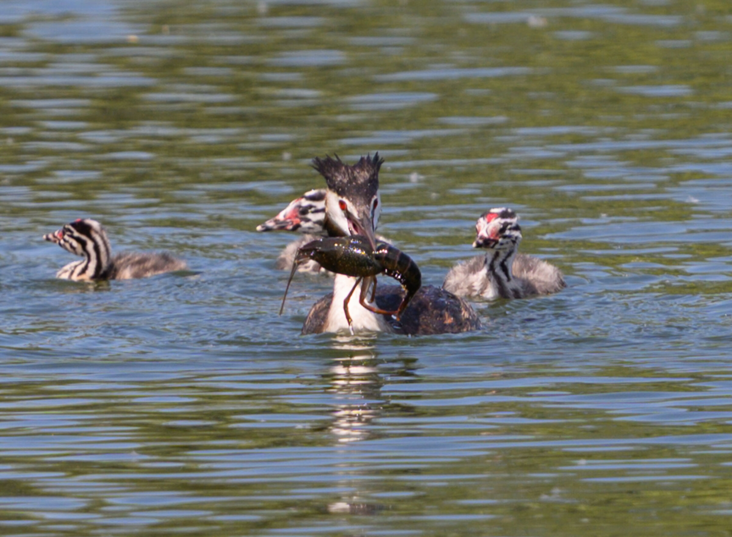 Papà ha fatto la spesa