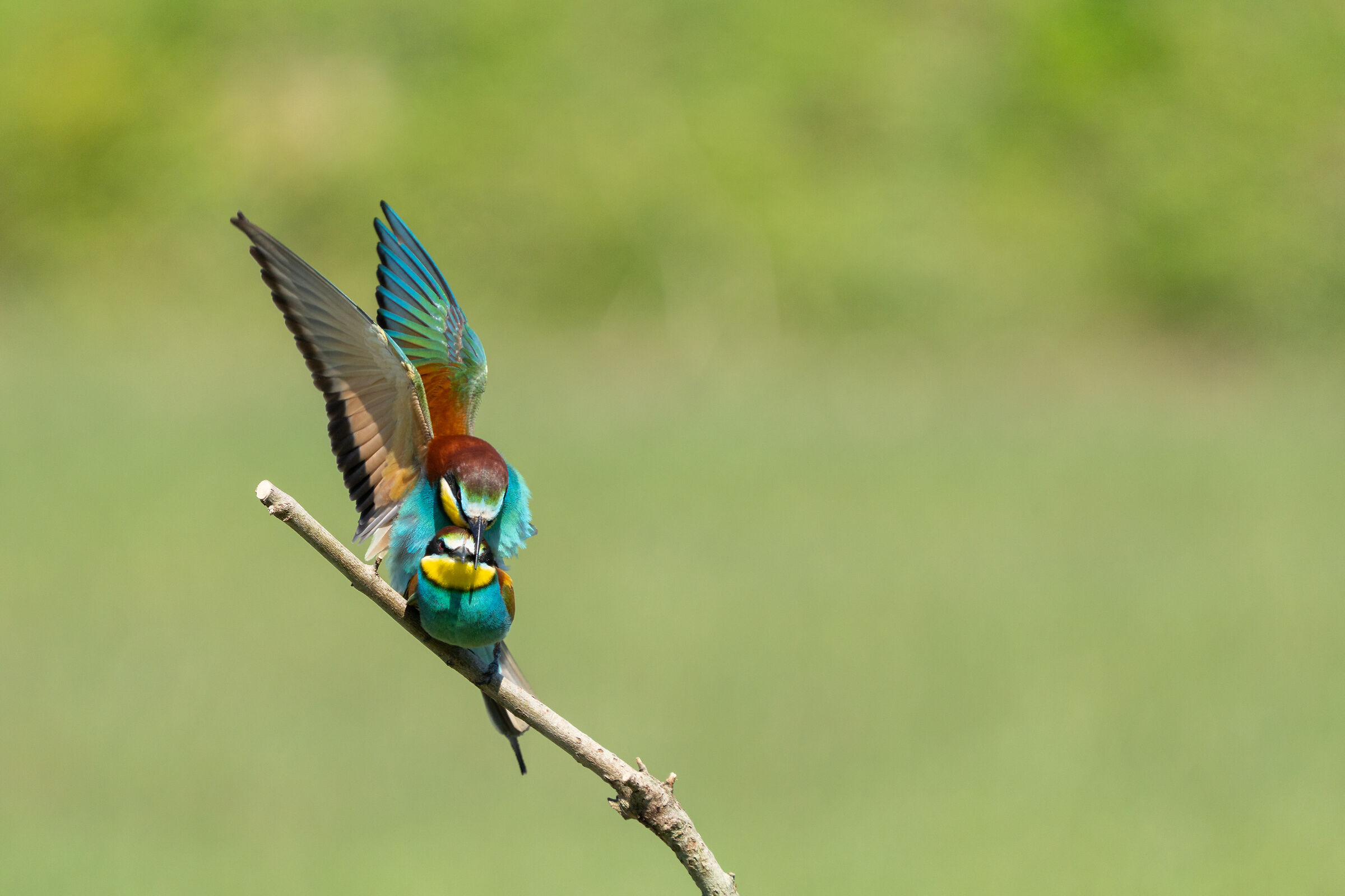 Gruccioni in accoppiamento, 30 maggio, Friuli