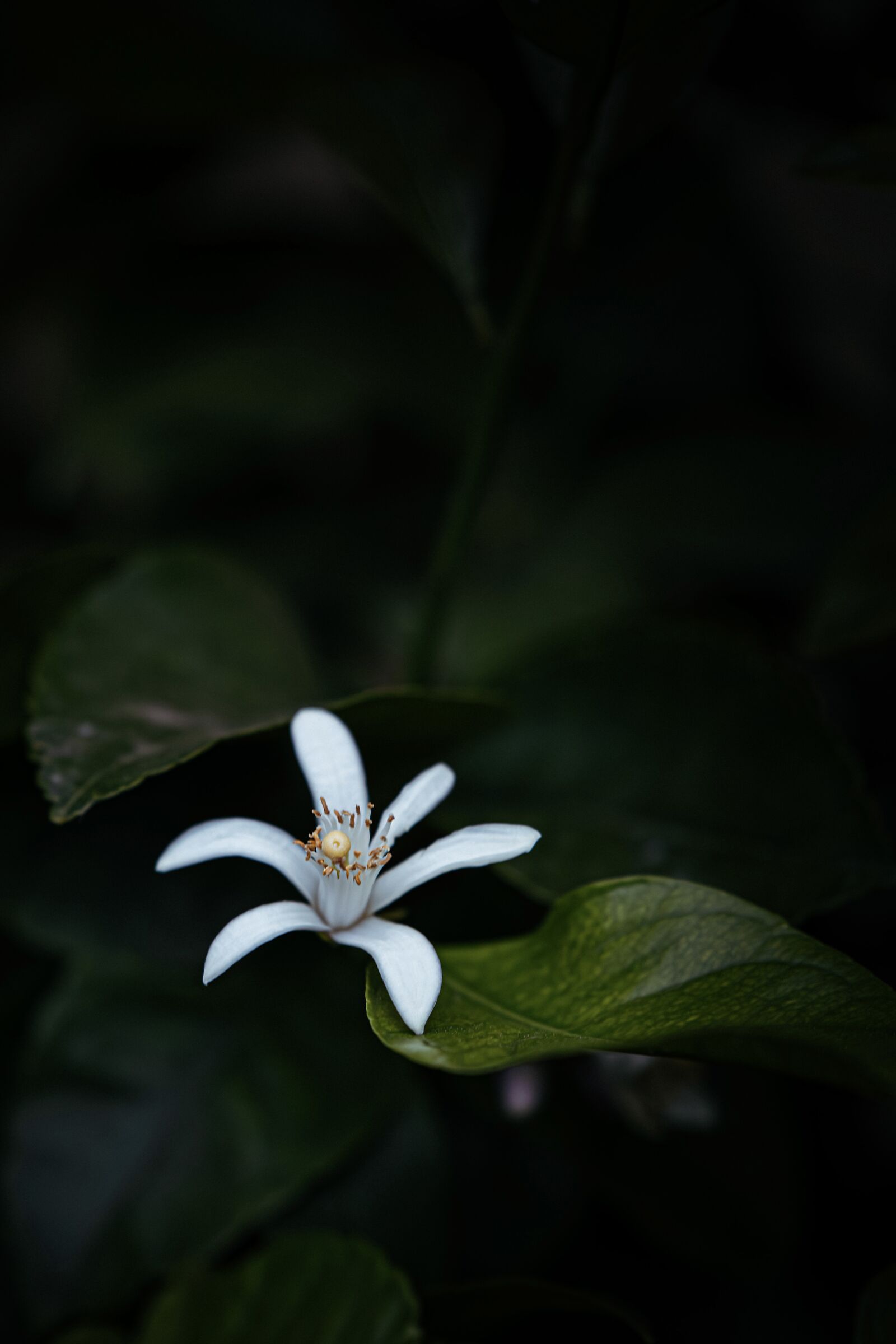 Orange blossom