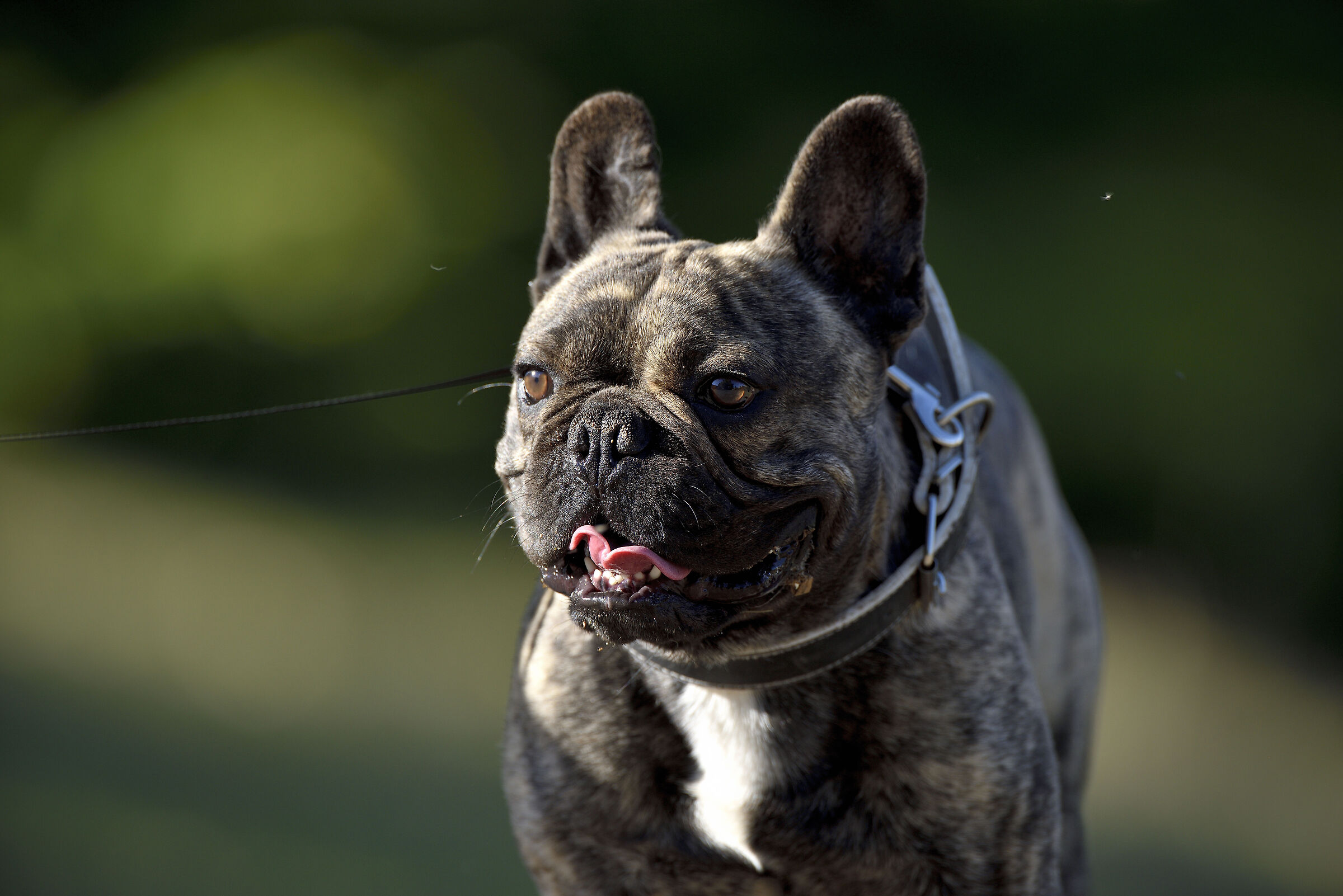 Bouledogue Français
