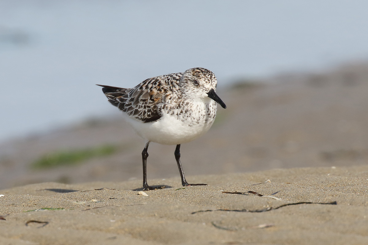 Three-toed sandpiper