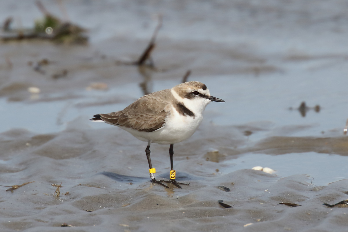 Kentish plover