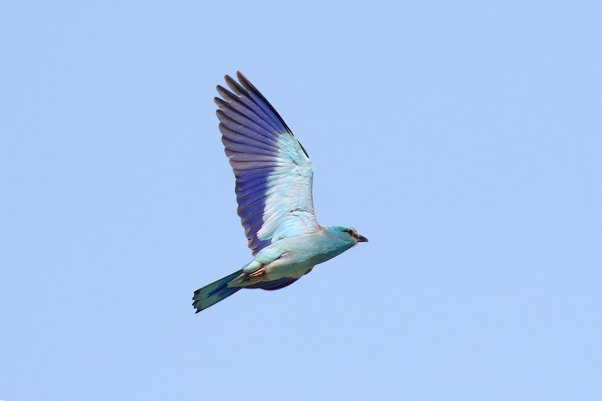 European jay
