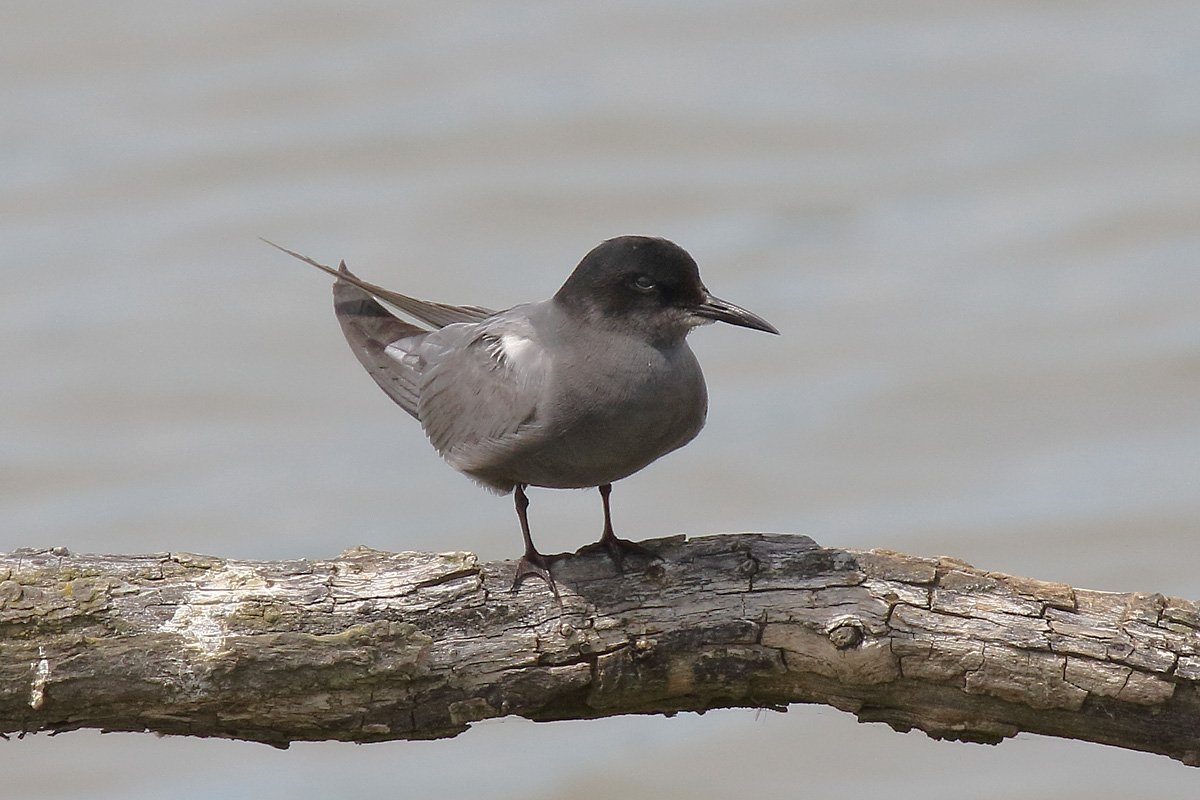 Common Tern