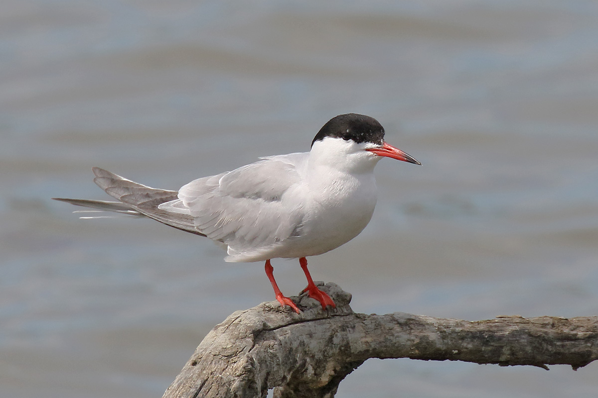Common Tern