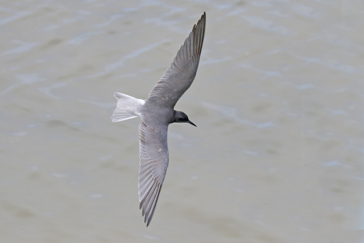 Common Tern
