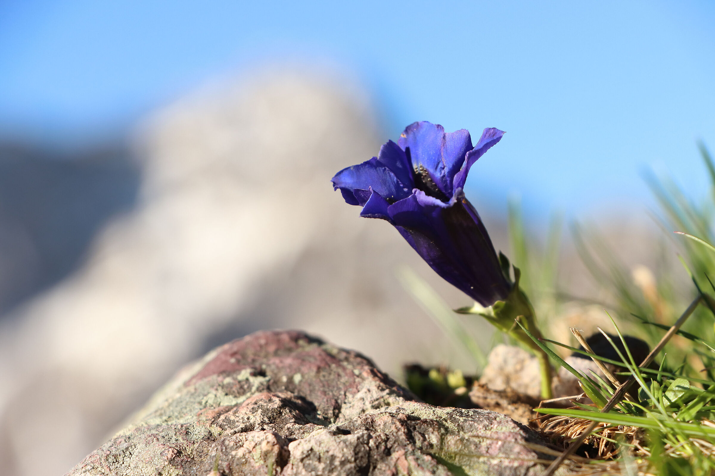 The blue of gentians