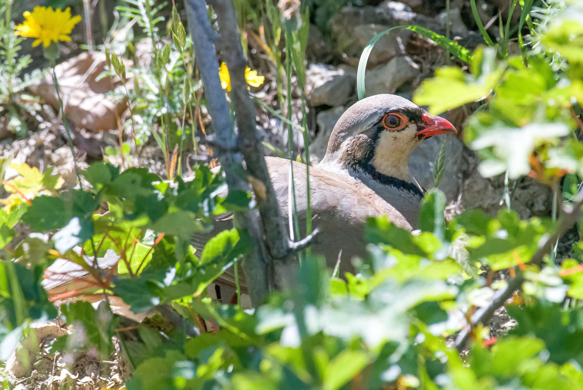 The rare Sicilian Rock Partridge