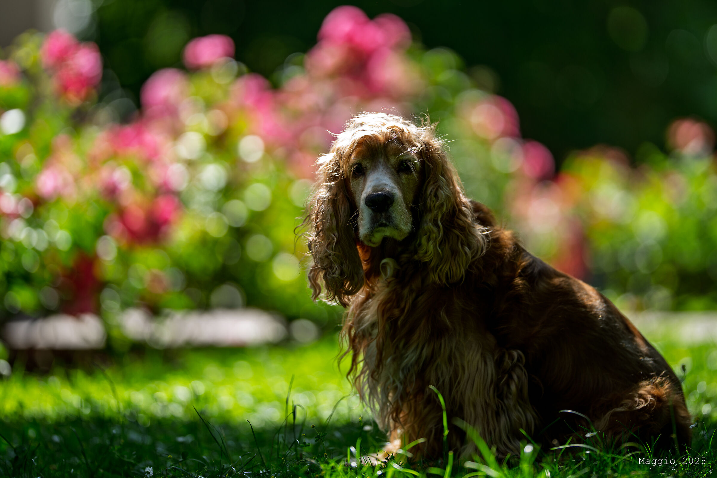 The cocker and the roses