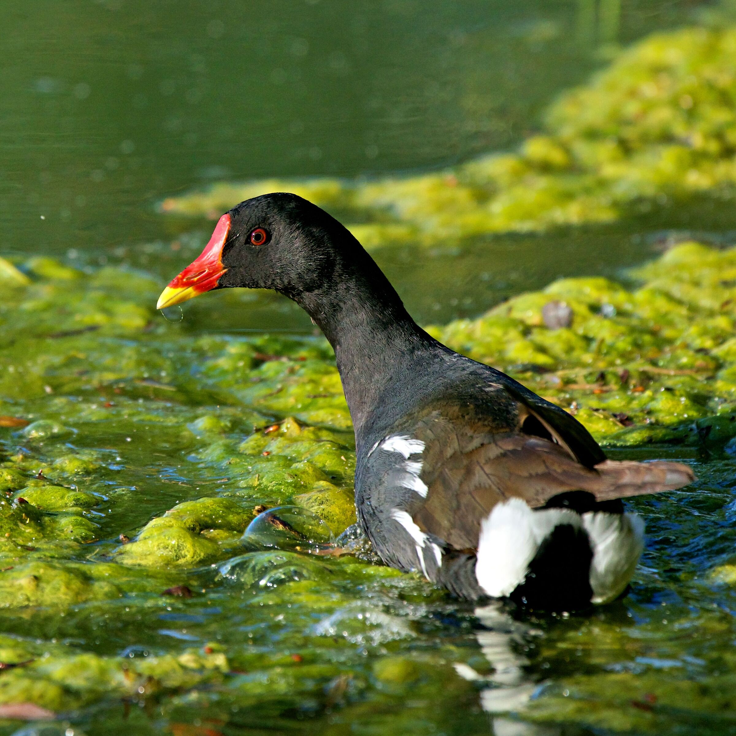 Moorhen