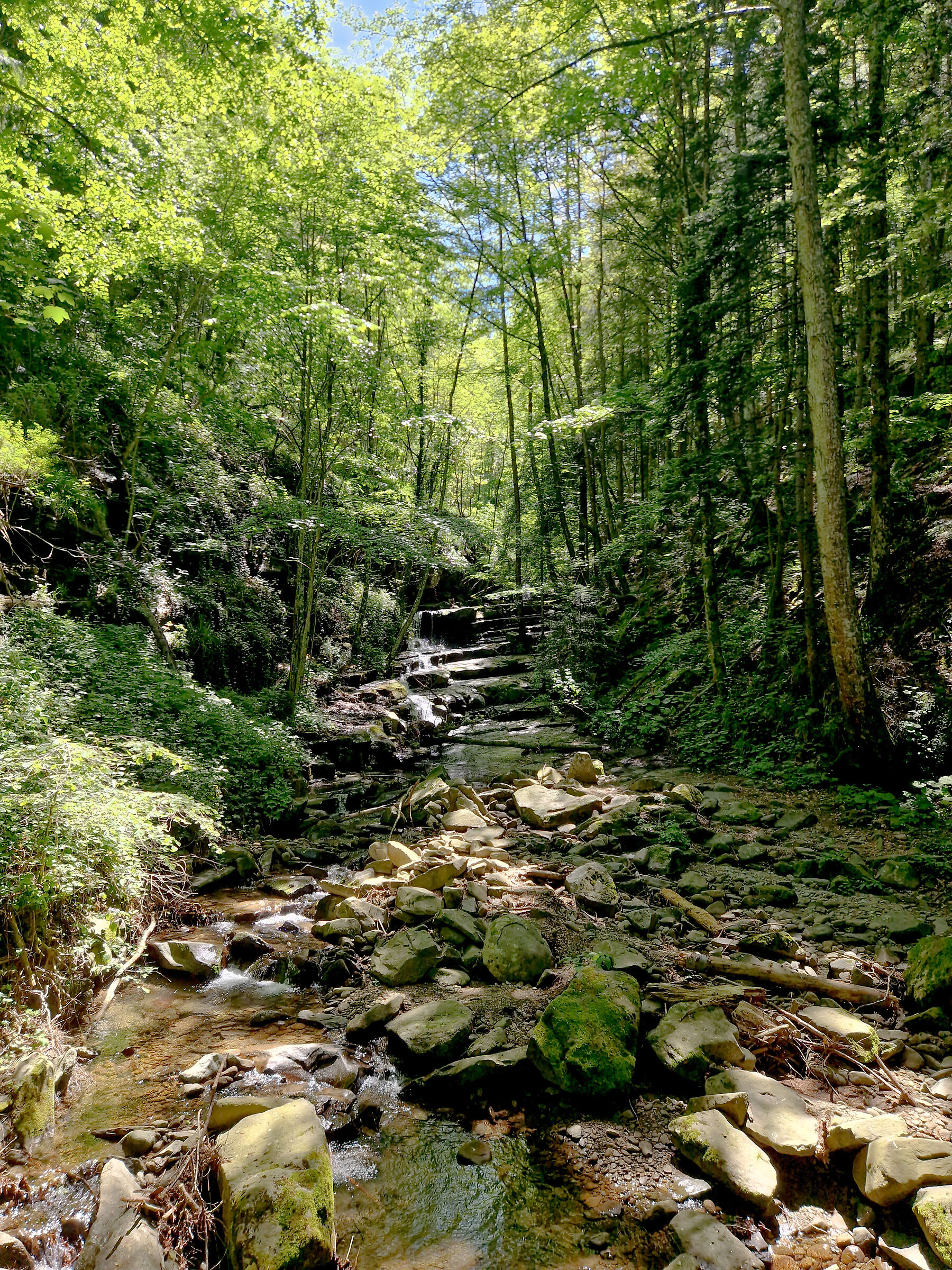 Foresta di Vallombrosa